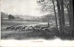CPA A la campagne Moutons 
