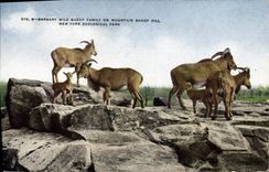 CPA Barbary wild sheep family on mountain sheep hill New York zoological Park Zoo 