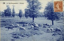 CPA Paturage de Moutons 