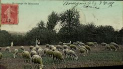 CPA Paturage de Moutons 