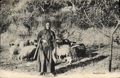 CPA Bergere Corse Corsica Moutons 