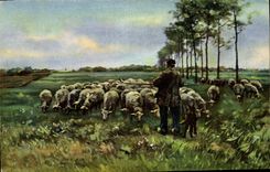 CPA Moutons Chien 