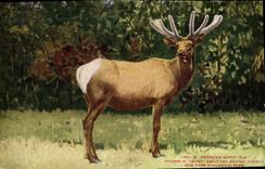 CPA American Wapiti New York zoological Park Zoo 