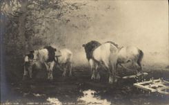 CPA Salon 1901 La herse Cheval Cuignard 