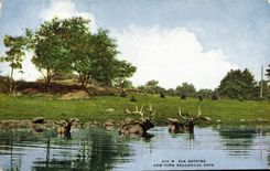 CPA Elk Bathing New York Zoological park Zoo 