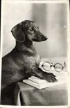 CPA Chien Chiens Basset 