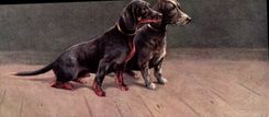 CPA Chien Chiens Basset 