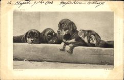 CPA Chien Chiens Bassets 