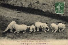 CPA Chien Chiens Les Pyrenees Chiens des Pyrenees Une portee de 8 jours 