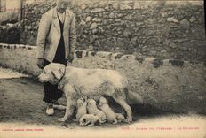 CPA Chien Chiens des Pyrenees Le dejeuner 