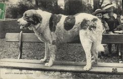 CPA Chien Chiens des Pyrenees 