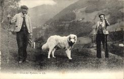 CPA Chien Chiens des Pyrenees 