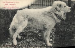 CPA Chien des Pyrenees Chiens Bambou 1er prix a l'exposition canine de Toulouse 