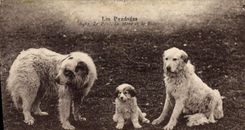 CPA Chien Chiens Pyrenees Le Pere La mere et le fils 