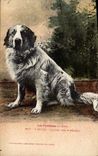 CPA Chien Chiens des Pyrenees Viscos 