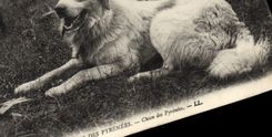 CPA Chien Chiens des Pyrenees 