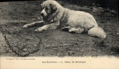 CPA Chien de montagne Chiens Pyrenees 
