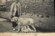 CPA Chien Chiens des Pyrenees Le dejeuner 