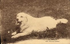 CPA Chien Chiens des Pyrenees 
