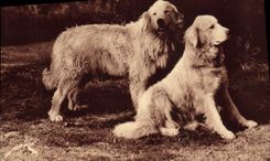 Vintage Postcard Dog Dogs of the Pyrenees Guards of the herds against the bear