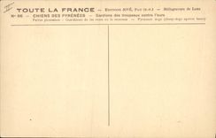 Postal Perro Perros de los Pirineos Encargados de las manadas contra el oso