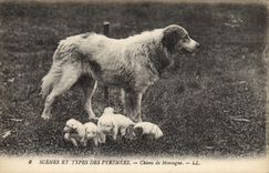 Vintage Postcard Dog Dogs of Pyrenees mountain