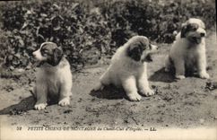 Vintage Postcard Dog Dogs puppies of mountain of the Kennels club of Argeles