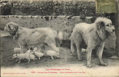 Vintage Postcard Dog Pyrenees Dogs an interesting family