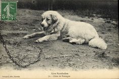 CPA Chien de montagne Chiens Pyrenees 