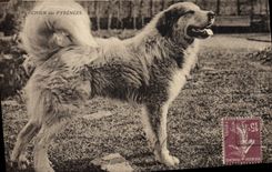 CPA Chien Chiens des Pyrenees 