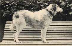 CPA Chien Chiens des Pyrenees 