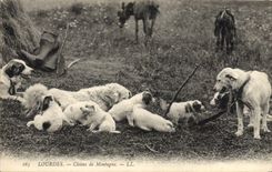 CPA Chiens de montagne Lourdes Chien 