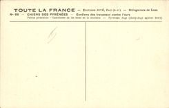 Postal Perros de los Pirineos Encargados de manadas contra el oso Perro