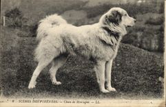 CPA Chiens Chien de montagne Pyrenees 