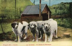 CPA Chiens de montagne Pyrenees Chien 