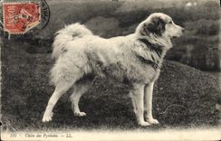 CPA Chiens Chien des Pyrenees