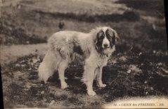 CPA Chiens Chien des Pyrenees 
