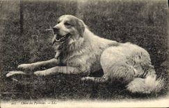 CPA Chiens Chien des Pyrenees
