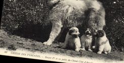 CPA Chiens des Pyrenees Gazost 1er et ses petits du Chenil Club d'Argeles Chien 