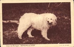 CPA Chiens Chien de montagne Bergons de Soum