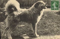 Vintage Postcard Chiens Dog of the Pyrenees Gazost 1st Kennels of the Club of the Pyrenees has Argeles