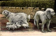 CPA Chiens des Pyrenees Une interessante famille Chien 