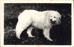CPA Chiens Chien Bergoms de Soum