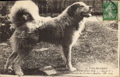 Vintage Postcard Dogs Dog of the Pyrenees Gazost 1st Argeles