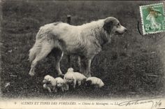 CPA Chiens de montagne Pyrenees Chien 