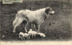CPA Chiens des Pyrenees Chien 