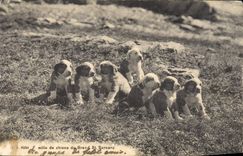 Vintage Postcard Dogs Dog Family of dogs of Large St Bernard