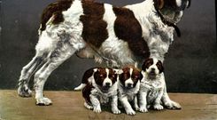 Vintage Postcard Dogs of St Bernard Chien