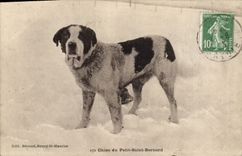 CPA Chiens Chien du Petit St Bernard