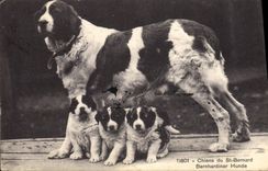CPA Chiens du St Bernard Chien 